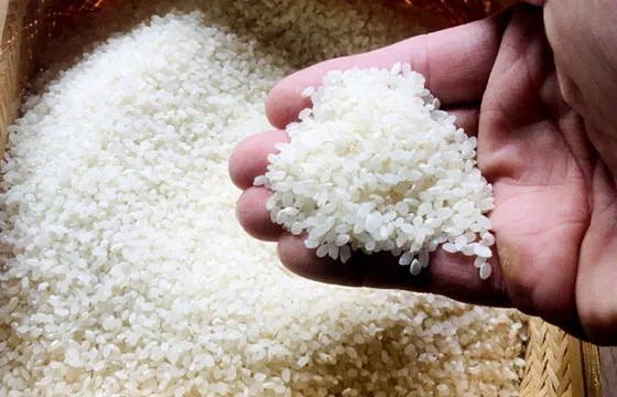 朝の主役！山形県産「つや姫」